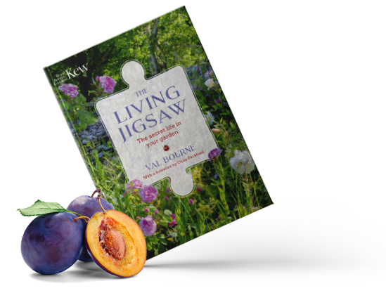 The Living Jigsaw: the secret life in your garden