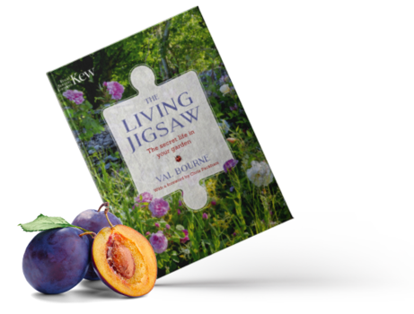 The Living Jigsaw: the secret life in your garden image #1