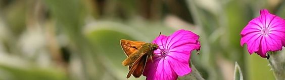 Butterflies in Gardens