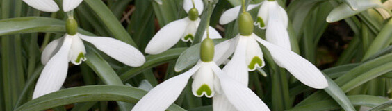 Snowdrops