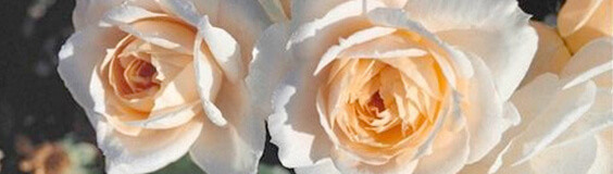 Bombproof Roses for The Modern Gardener