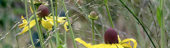 Colour in the Garden