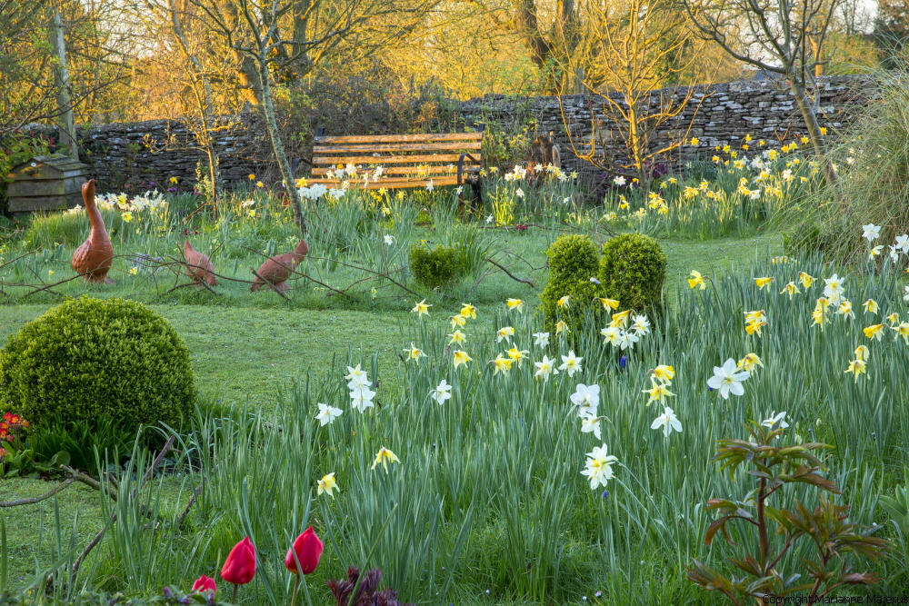 Spring Bulbs